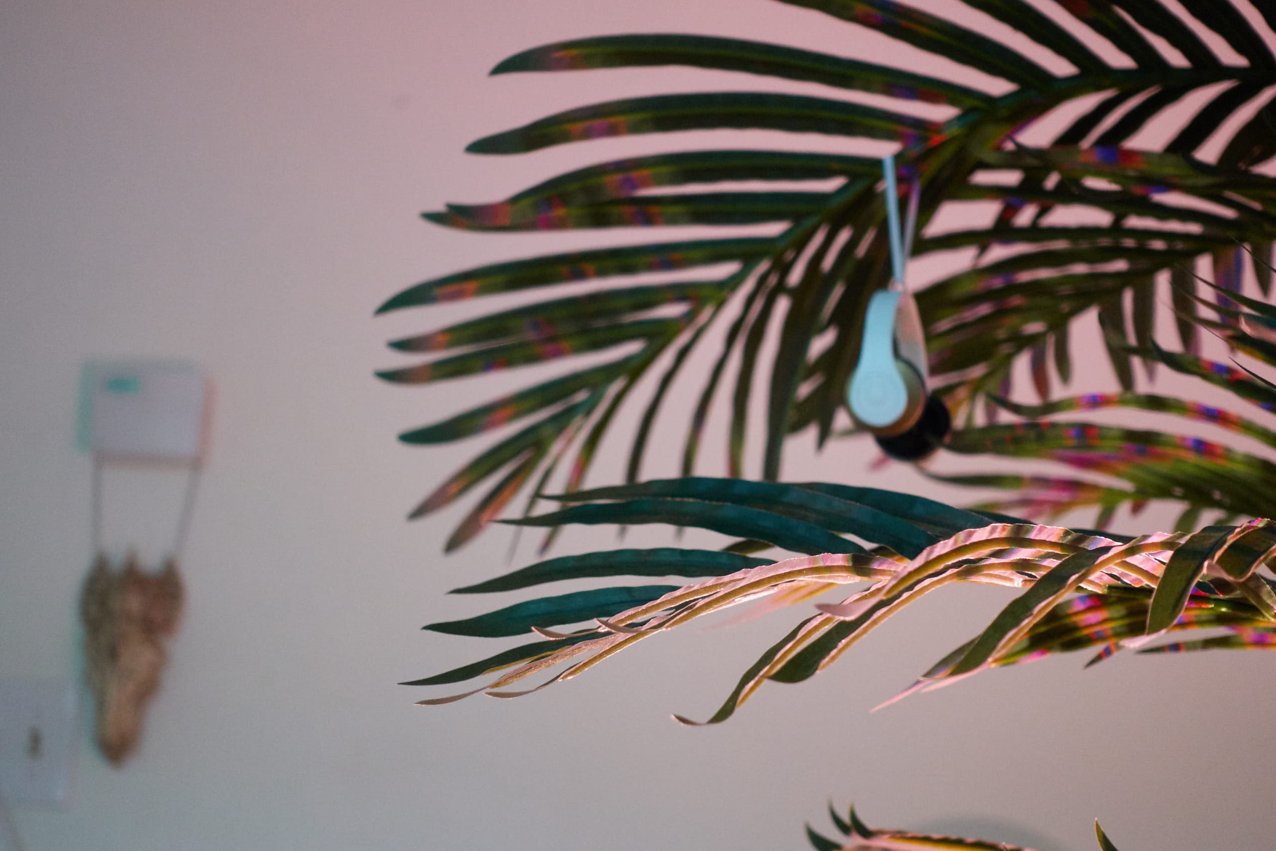 These palm trees require no water